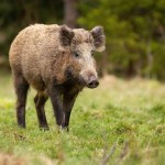 Coraz więcej ataków dzików w Polsce. Myśliwi podali szokujące liczby