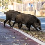 Coraz więcej dzików w miastach. Szybko się tego nauczyły 