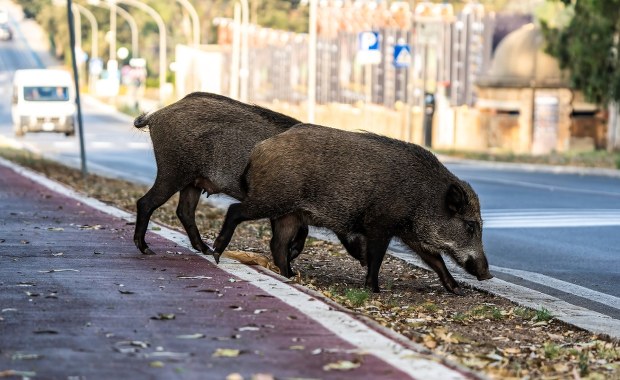Coraz więcej dzików w miastach. Szybko się tego nauczyły 