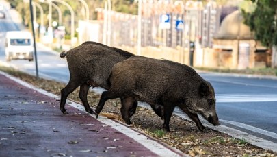 Coraz więcej dzików w miastach. Szybko się tego nauczyły 