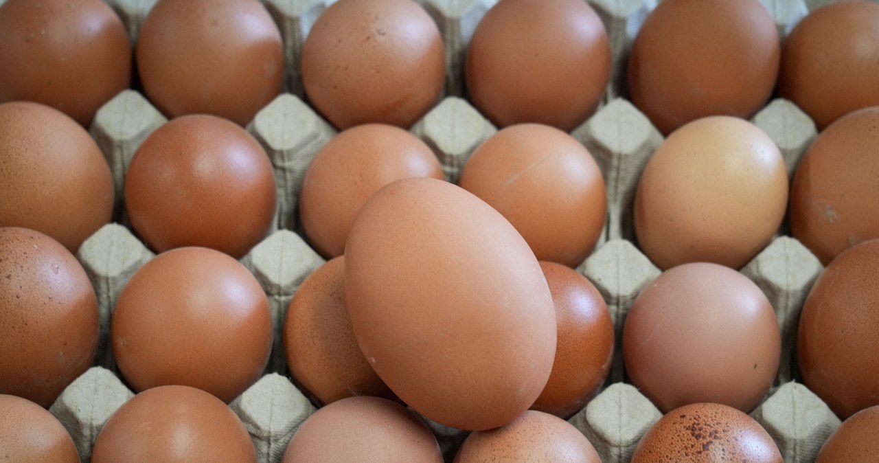 Coraz więcej firm wycofuje ze swoich produktów jaja klatkowe /SOEREN STACHE / DPA / dpa Picture-Alliance via AFP /AFP