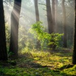 Coraz więcej ludzi boi się... lasu i łąki. Czym jest biofobia?