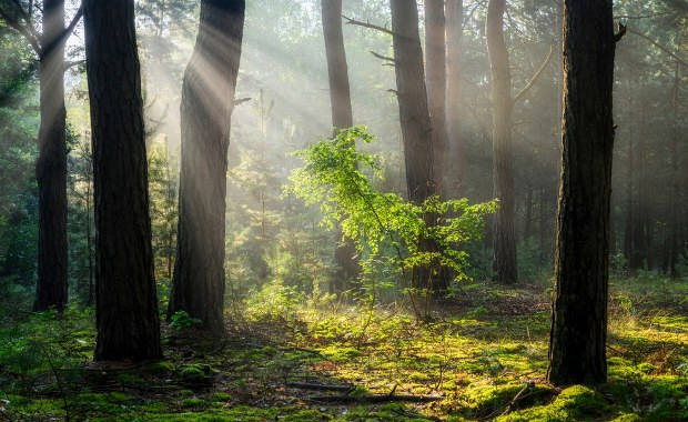 Coraz więcej ludzi boi się... lasu i łąki. Czym jest biofobia?