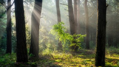 Coraz więcej ludzi boi się... lasu i łąki. Czym jest biofobia?