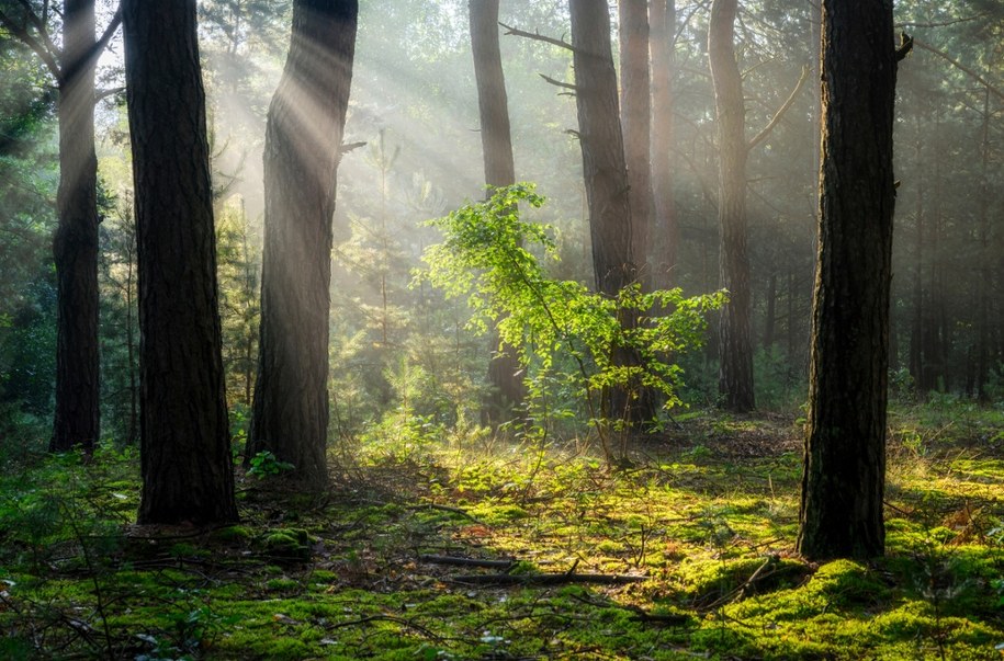 Coraz więcej ludzi boi się... lasu i łąki. Czym jest biofobia?