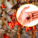 odchudzanie Coraz więcej osób sięga po "naturalny Ozempik". Sprawdź, co mówią eksperci