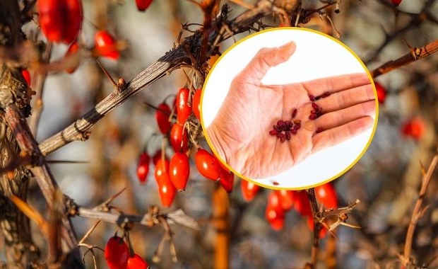 Coraz więcej osób sięga po "naturalny Ozempik". Sprawdź, co mówią eksperci 