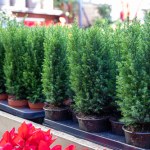 Coraz więcej osób wybiera zamiast tradycyjnej choinki. Nie gubi igieł i świetnie wygląda