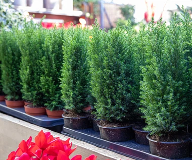 Coraz więcej osób wybiera zamiast tradycyjnej choinki. Nie gubi igieł i świetnie wygląda