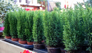 Coraz więcej osób wybiera zamiast tradycyjnej choinki. Nie gubi igieł i świetnie wygląda