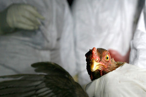 Coraz więcej przypadków ptasiej grypy H5N1. Czy wirus zagraża ludziom?