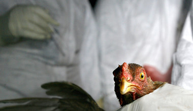 Coraz więcej przypadków ptasiej grypy H5N1. Czy wirus zagraża ludziom?