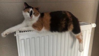 Coraz więcej psów i kotów czeka na adopcję w Dyminach