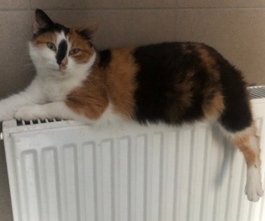 Coraz więcej psów i kotów czeka na adopcję w Dyminach