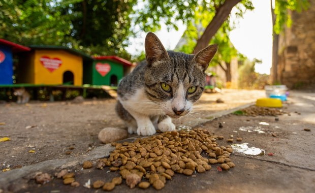 Coraz więcej psów i kotów czeka na adopcję ze schronisk