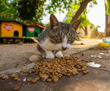Coraz więcej psów i kotów czeka na adopcję ze schronisk