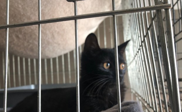 ​Coraz więcej psów i kotów czeka na nowy dom. "Do wyboru, do koloru"