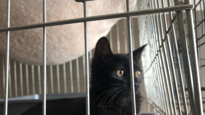 ​Coraz więcej psów i kotów czeka na nowy dom. "Do wyboru, do koloru"