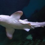 Coraz więcej rekinów u wybrzeży Belgii. Naukowcy się cieszą