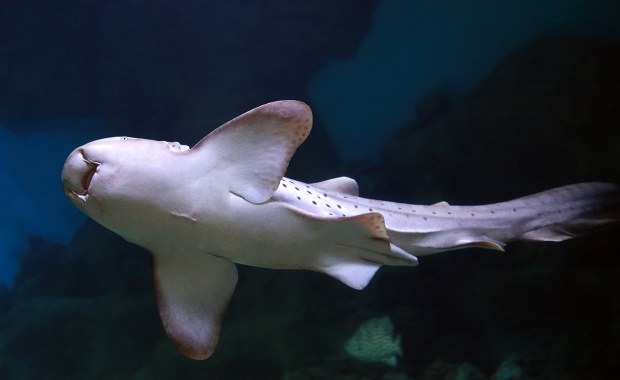Coraz więcej rekinów u wybrzeży Belgii. Naukowcy się cieszą