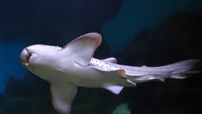 Coraz więcej rekinów u wybrzeży Belgii. Naukowcy się cieszą