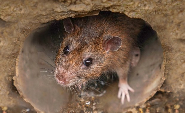 Coraz więcej szczurów we Wrocławiu. Konieczna dodatkowa deratyzacja 