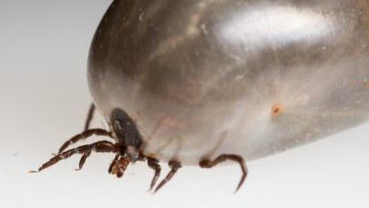 Coraz więcej zachorowań na boreliozę