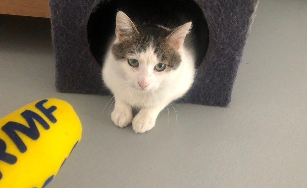 Coraz więcej zwierząt czeka na adopcję w schroniskach. "Efekt wakacji"