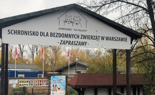 Coraz więcej zwierząt i coraz mniej adopcji. Na Paluchu liczą każdą złotówkę
