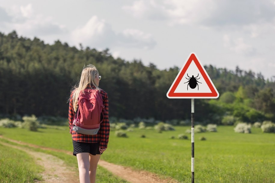 Coraz większa liczba zakażonych boreliozą na Dolnym Śląsku (Zdjęcie ilustracyjne) /Shutterstock