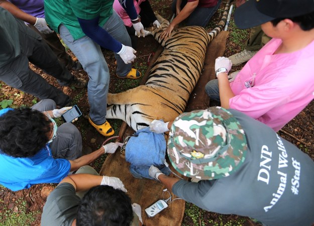 Coraz większą popularnością cieszy się turystyka dzikich zwierząt w Tajlandii /NARONG SANGNAK    /PAP/EPA