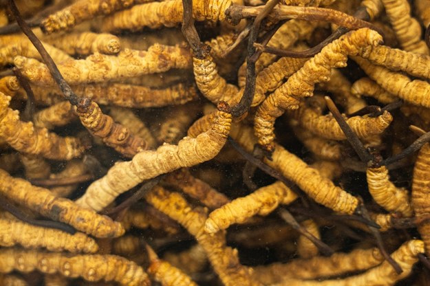 Cordyceps to grzyb znany z opartego na motywach gry komputerowej popularnego serialu /Shutterstock