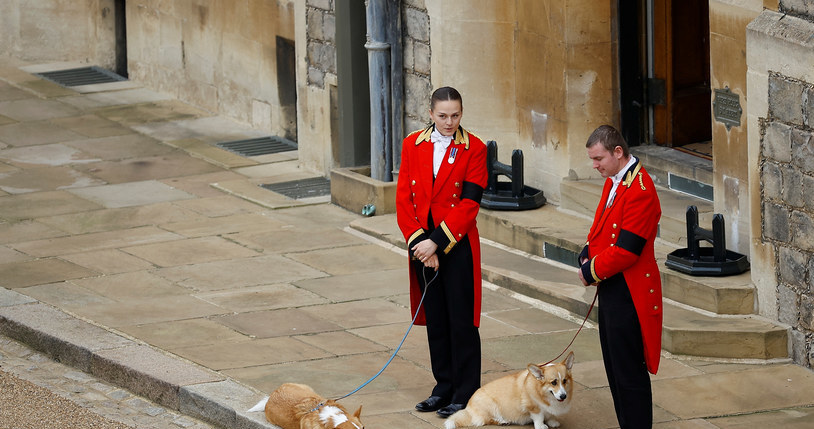 Corgi królowej Elżbiety II /WPA Pool /Getty Images