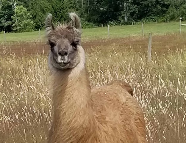 Cormac /Triple J Farms, Bellingham, WA. /