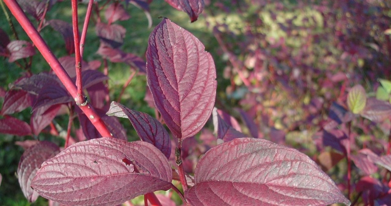 Cornus Alba Verpaalen3 to wyjątkowa roślina /East News