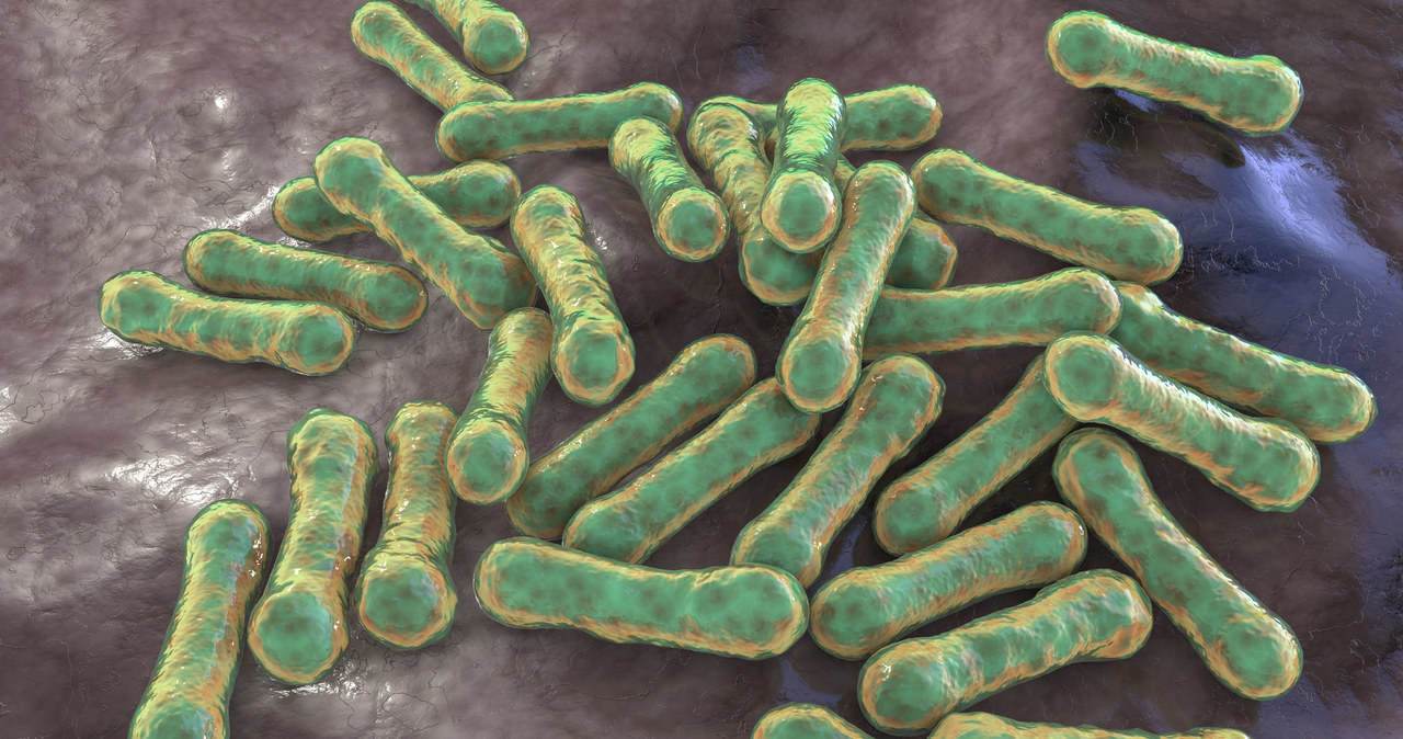 Corynebacterium diphtheriae - bakterie wywołujące błonicę /123RF/PICSEL