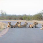 Coś bardzo złego dzieje się z przyrodą Afryki. Naukowcy wskazali przyczynę