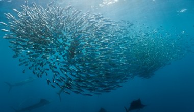 Coś bardzo złego dzieje się z rybami na świecie. Odkryli to Polacy