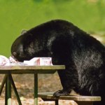 Coś ciągle ruszało się pod podłogą. Mężczyzna zamontował kamerę i zamarł