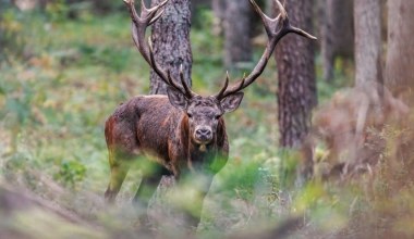 Coś dziwnego dzieje się w lasach. Słychać przeraźliwe ryczenie
