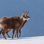 Coś niepokojącego dzieje się z kozicami w Tatrach. Przyrodnicy w szoku