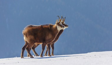 Coś niepokojącego dzieje się z kozicami w Tatrach. Przyrodnicy w szoku