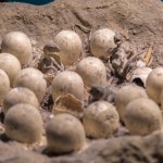 Coś niezwykłego znaleziono w jaju dinozaura. To nie był embrion