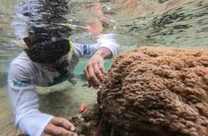Ceva este în neregulă cu recifele de corali din Caraibe.  Un fenomen tulburător