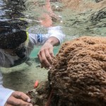 Coś złego dzieje się z karaibskimi koralowcami. Niepokojące zjawisko