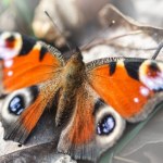 Coś złego dzieje się z motylami w Europie. Znikają jeden po drugim