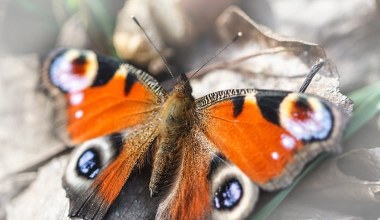 Coś złego dzieje się z motylami w Europie. Znikają jeden po drugim