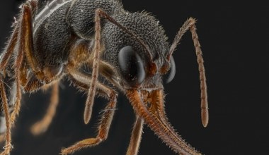 Coś złego dzieje się z mrówkami. Naukowcy alarmują - to nasza wina