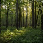 Coś złego stało się z lasami w Europie. Unia jest bezradna