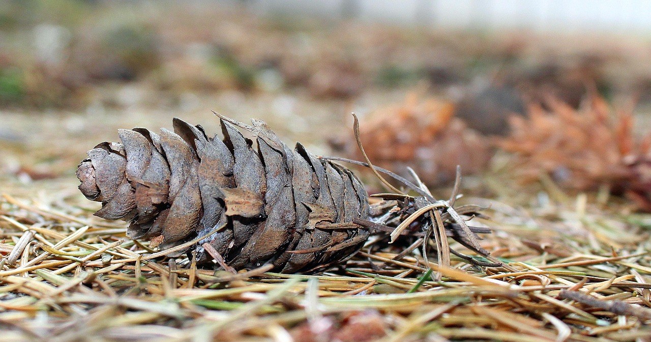 Cоснова хвоя - природний підкислювач, який здатний покращити умови для рослин, що полюбляють кислий ґрунт /pixabay.com